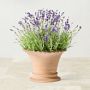 Williams Sonoma Terracotta Scallop Planter, Medium