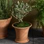Williams Sonoma Terracotta Scallop Planter