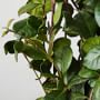 Live Alder &amp; Oak Star Jasmine, 36&quot;