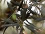 Video 1 for Enzo Delicate Extra Virgin Olive Oil