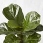 Live Fiddle Leaf Fig, 12&quot;