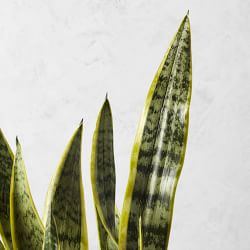 Live Snake Floor Plant, 27&quot;