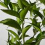 Semi Dwarf Live Clementine Tree, 24&quot;-36&quot;