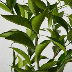Semi Dwarf Live Clementine Tree, 24&quot;-36&quot;
