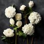 Jeff Leatham x Williams Sonoma Real Touch Faux White Ranunculus Stems, Set of 12