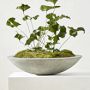 Low Zen Bowl