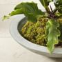 Low Zen Bowl