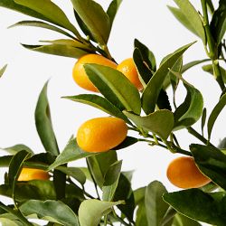 Live Alder &amp; Oak Standard Kumquat Tree, 24&quot;-36&quot;