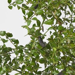Alder &amp; Oak Australian Finger Limes Tree, 36&quot;