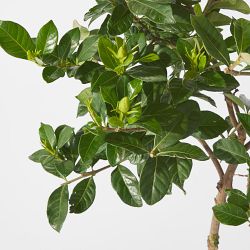 Alder &amp; Oak Gardenia Patio Tree, 3'