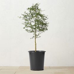 Alder & Oak Australian Finger Limes Tree, 36"