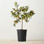 Live Alder & Oak Standard Kumquat Tree, 24"-36"
