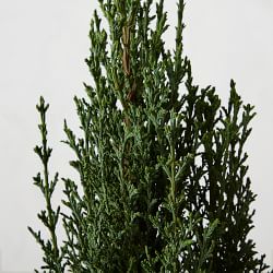 Live Alder &amp; Oak Dwarf Italian Cypress, 6&quot;