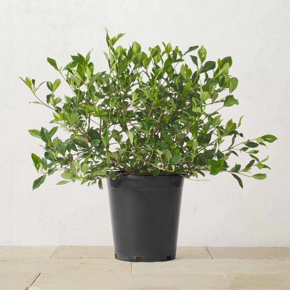 Alder & Oak Gardenia Shrub, 36"