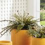 Faux Boston Fern Drop-In, 12&quot;-16&quot;