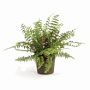 Faux Boston Fern Drop-In, 12&quot;-16&quot;
