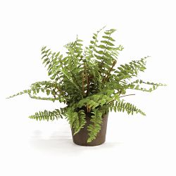 Faux Boston Fern Drop-In, 12&quot;-16&quot;