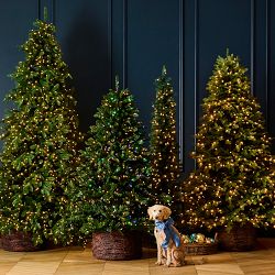 Balsam Hill Most Realistic Balsam Fir Faux Tree, 6.5'-12'