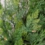 Balsam Hill Cedar Woods Pre-Lit Faux Wreath &amp; Garland