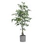Faux Ficus Tree in Planter, 65"