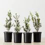 Live Alder & Oak Japanese Boxwood, 8"