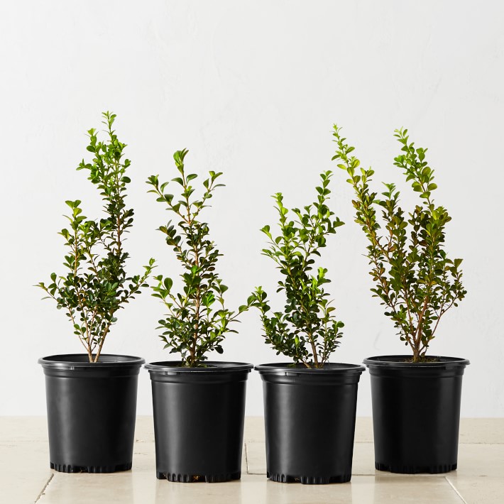 Live Alder & Oak Japanese Boxwood, 8"