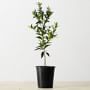 Semi Dwarf Live Clementine Tree, 24"-36"