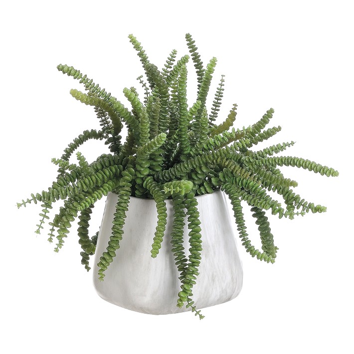 Faux Money Succulent, 17"