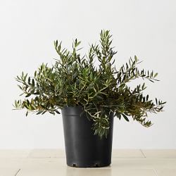 Live Alder & Oak Dwarf Olive Shrub, 12"-18"