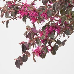 Alder &amp; Oak Chinese Fringe Flower Patio Tree, 18&quot;-24&quot;