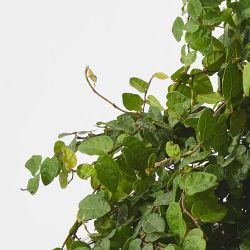 Alder &amp; Oak Creeping Fig Tree, 36&quot;