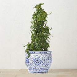 Alder &amp; Oak Creeping Fig Tree, 36&quot;