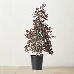 Alder & Oak Chinese Fringe Flower Column, 30"-36"