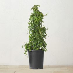 Alder & Oak Creeping Fig Tree, 36"