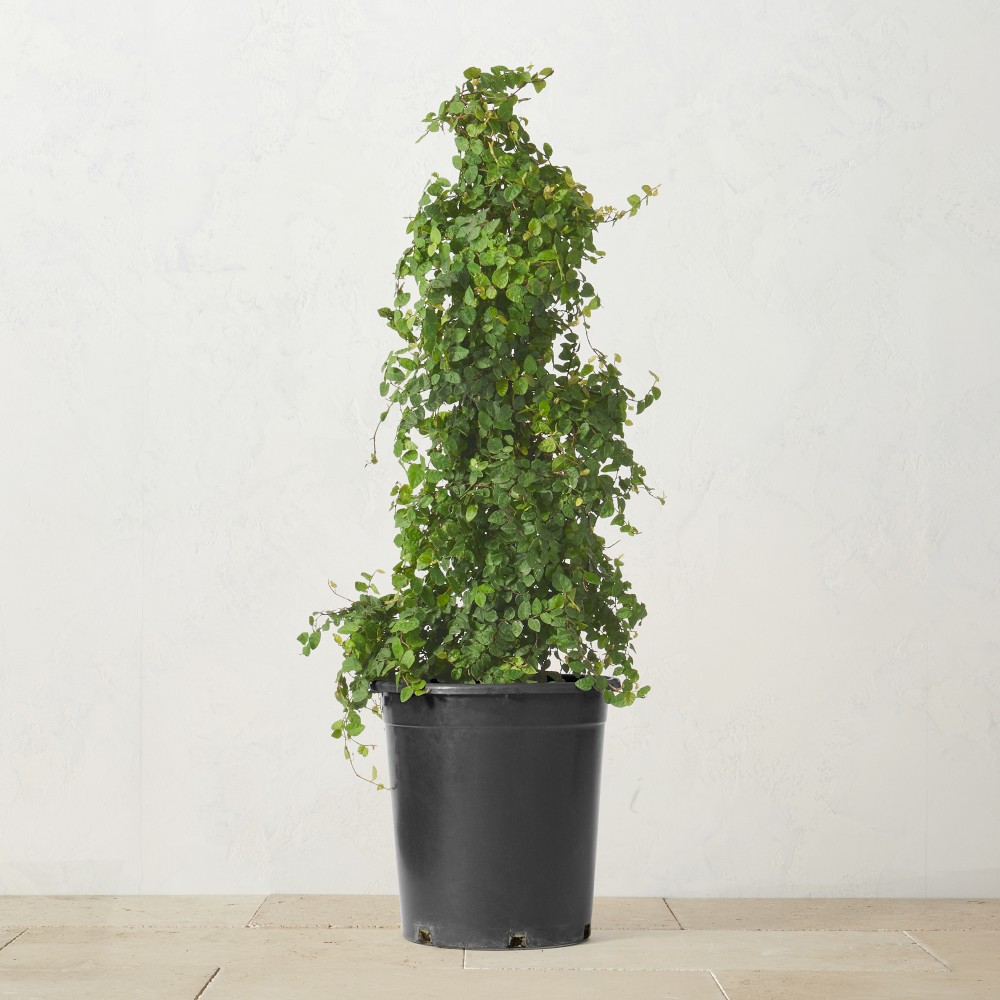 Alder & Oak Creeping Fig Tree, 36"