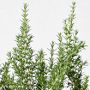 Alder &amp; Oak Rosemary Shrub, 12&quot;, Set of 4