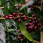 Equator Coffee Eye of The Tiger Espresso Blend Coffee Beans