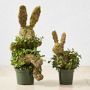 Baby Ivy &amp; Moss Easter Bunny Live Topiary, 12&quot;