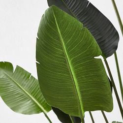 Faux Bird Of Paradise Plant in Plastic Pot, 18 Leaves, 93&quot;