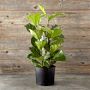 Live Fiddle Leaf Tree, 22"