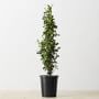 Live Alder & Oak Star Jasmine, 36"
