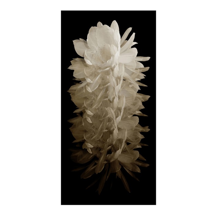 Desert Flora Series