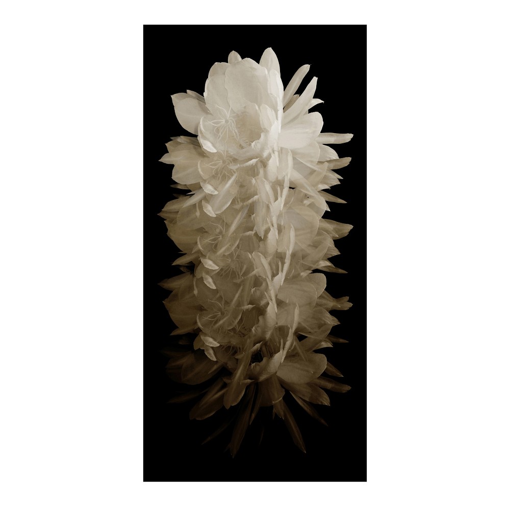 Desert Flora Series