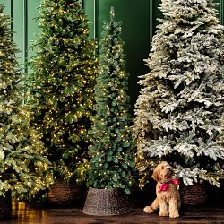 Balsam Hill Most Realistic Sonoma Slim Pencil Faux Tree, 7'-10'