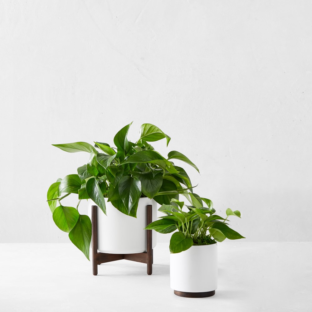 Live Medium Jade Pothos Indoor House Plant, 12-18&quot;