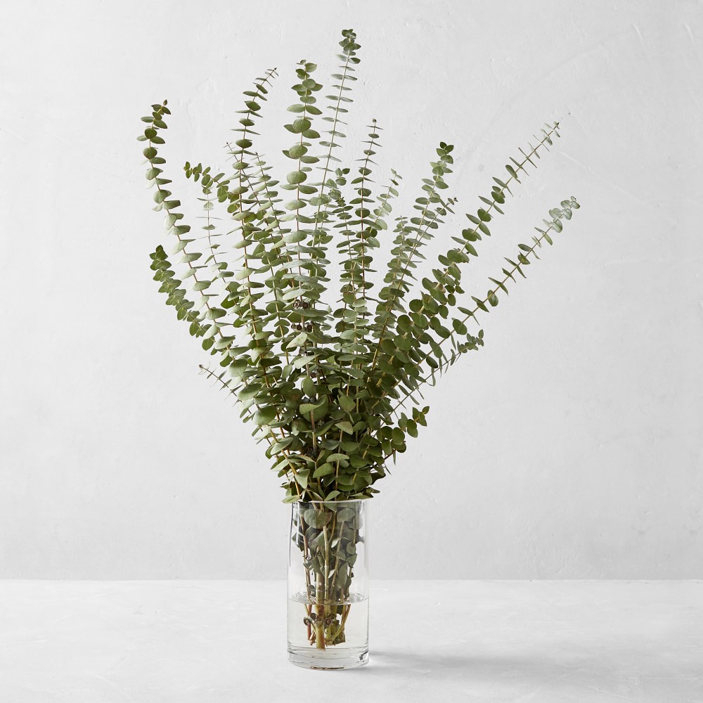 Spiral Eucalyptus Branches