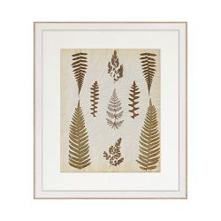 Hand Pressed Fern Specimens