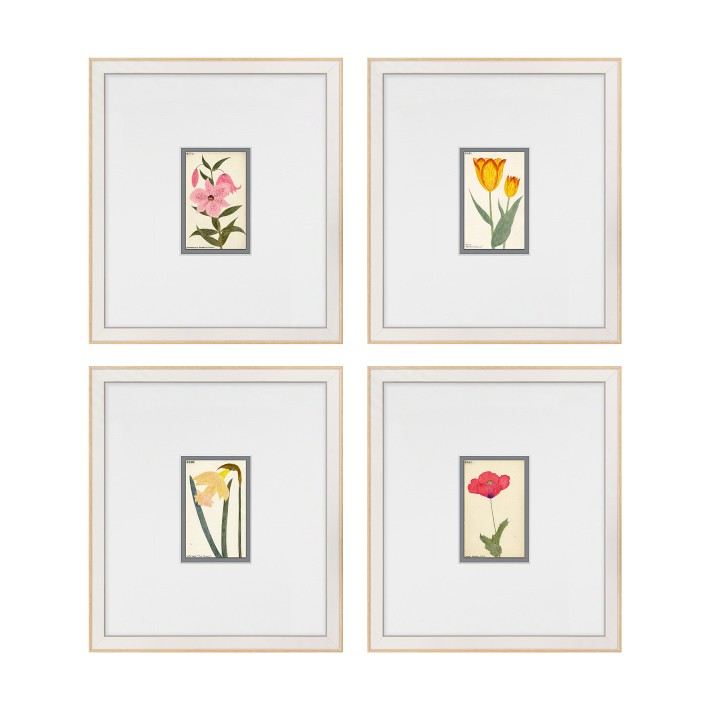 Hubbard Flower Illustrations