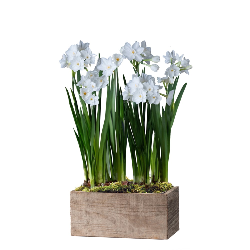 Live Paperwhites in Wood Planter, Large