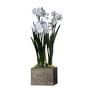 Live Paperwhites in Wood Planter